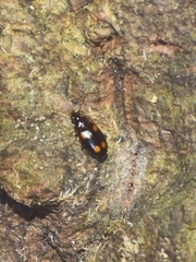 Dolichoctis rotundata