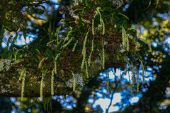 Bulbophyllum josephi