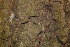 Dolichoctis rotundata