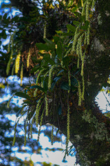 Bulbophyllum josephi