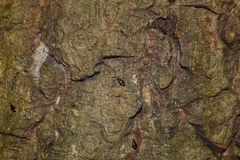Dolichoctis rotundata