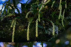 Bulbophyllum josephi