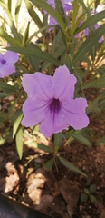 Ruellia simplex