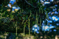 Bulbophyllum josephi
