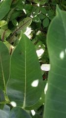 Asclepias syriaca