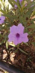 Ruellia simplex
