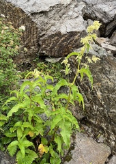 Koenigia alaskana