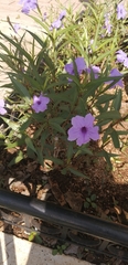 Ruellia simplex