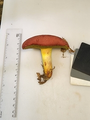 Boletus roodyi