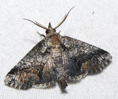 Paectes pygmaea