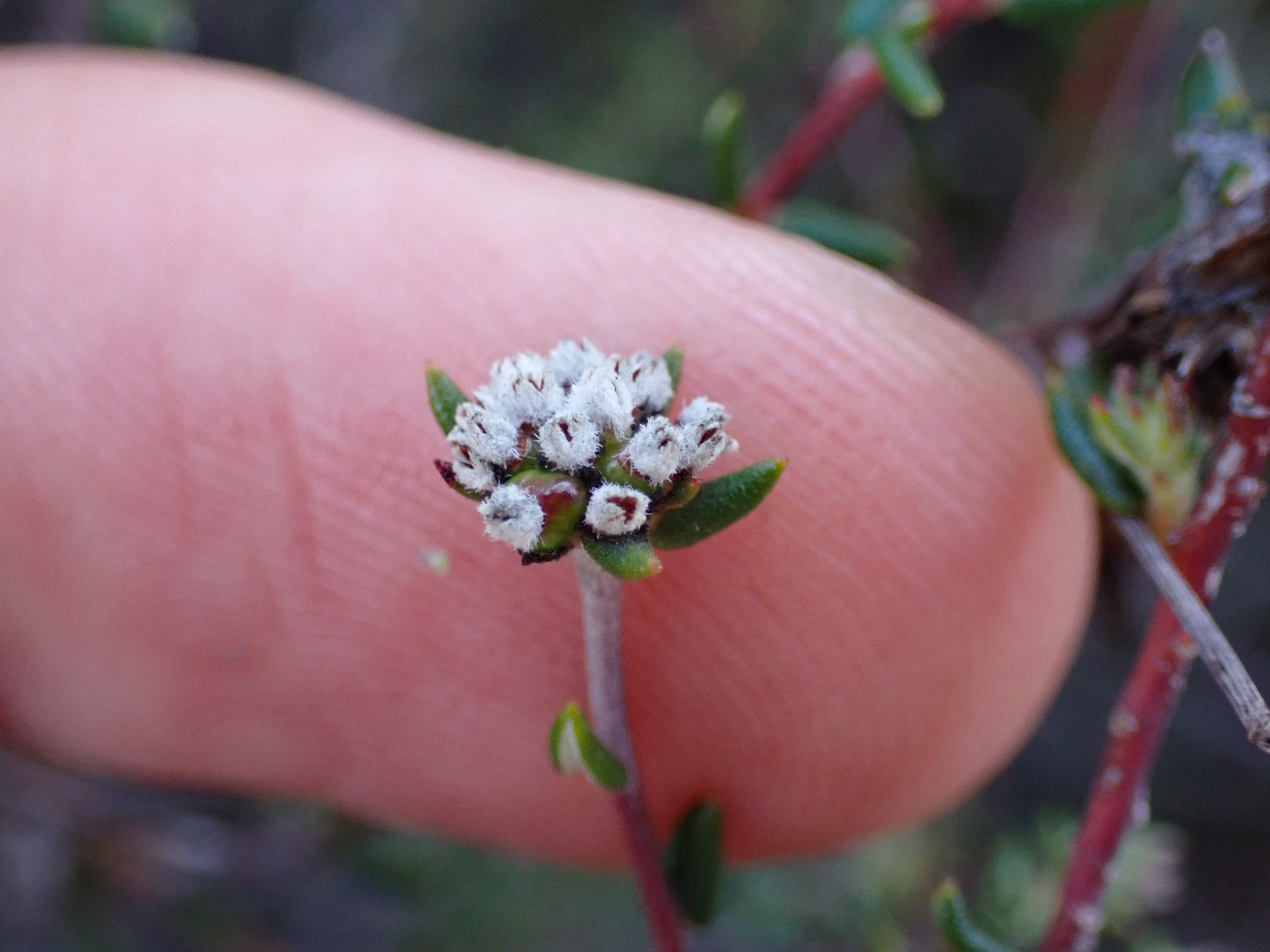 Phylica acmaephylla