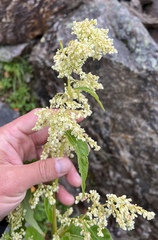 Koenigia alaskana