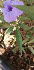 Ruellia simplex