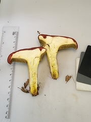 Boletus roodyi