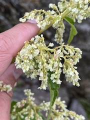 Koenigia alaskana