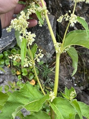 Koenigia alaskana
