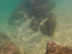 Thalassoma lucasanum