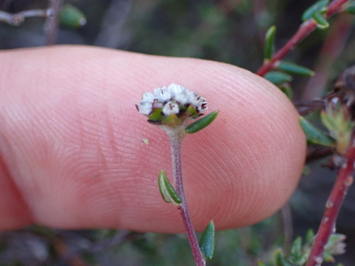 Image of Phylica Acmaephylla (Phylica acmaephylla) by (c) Ren Hoekstra, some rights reserved (CC BY)