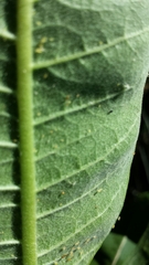 Asclepias syriaca