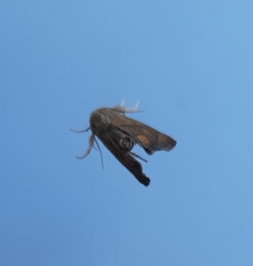 Apoda limacodes