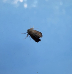 Apoda limacodes