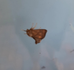 Apoda limacodes