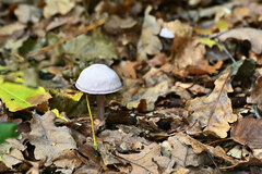 Mycena rosea