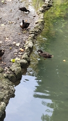 Anas platyrhynchos domesticus