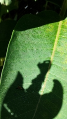 Asclepias syriaca