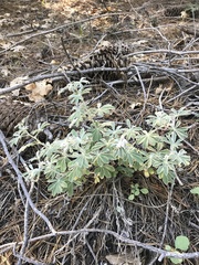 Lupinus dalesiae