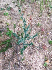 Asparagus undulatus