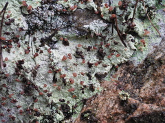 Baeomyces carneus