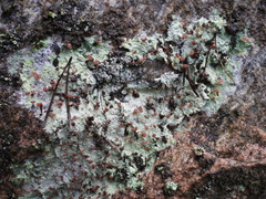 Baeomyces carneus