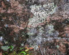 Baeomyces carneus