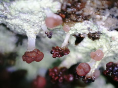 Baeomyces carneus