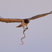 Black-chested Snake-Eagle - Photo (c) copper, some rights reserved (CC BY-NC), uploaded by copper