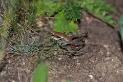 Pholidoptera dalmatica