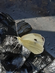 Pieris