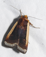 Abagrotis bimarginalis