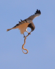 Black-Chested Snake Eagle photo 3