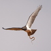Black-chested Snake-Eagle - Photo (c) copper, some rights reserved (CC BY-NC), uploaded by copper