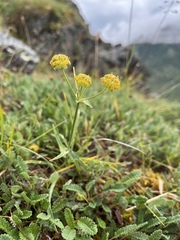 Bupleurum americanum
