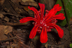 Etlingera araneosa