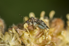 Monalocorisca