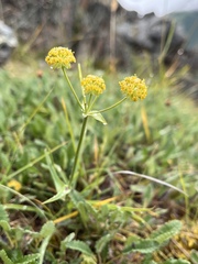 Bupleurum americanum