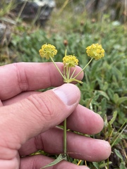 Bupleurum americanum
