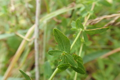 Hypericum perforatum
