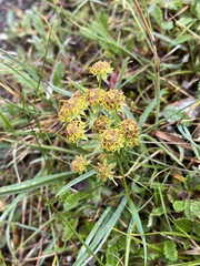 Bupleurum americanum