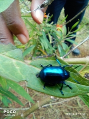 Platycorynus peregrinus