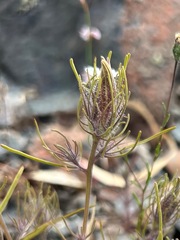 Cordylanthus ramosus